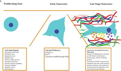 Role of lncRNAs in Cellular Aging